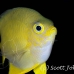 damsel_golden_ust_h_0093_pal0406.jpg